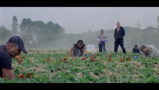 Sunny Life Farms