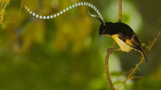 Winged Seduction: Birds of Paradise