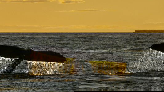 Sea Change: The Gulf of Maine