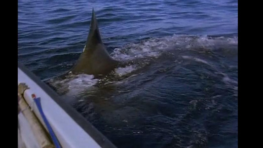 Great White Shark - The Silent Stalker