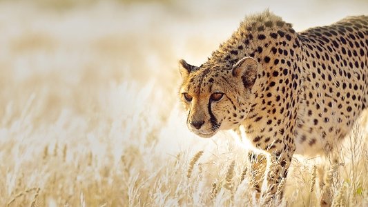 The Hunt