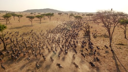 Serengeti