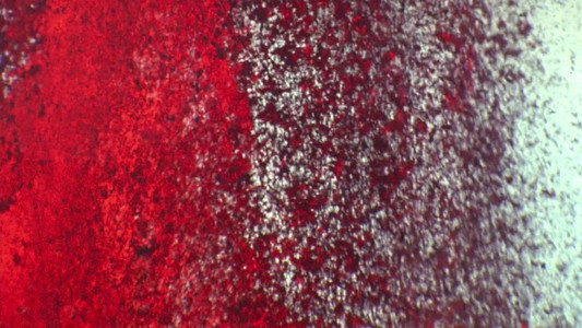 Fire of Love