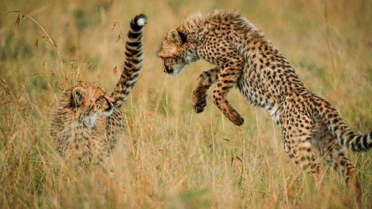 The Way of the Cheetah