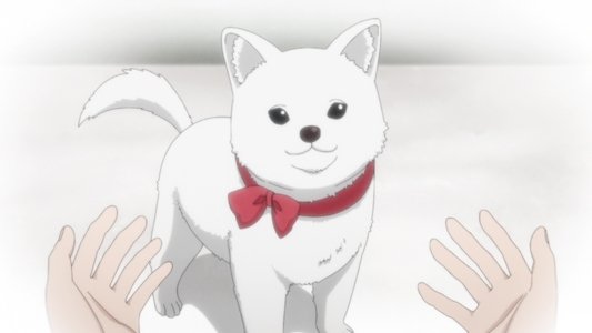 きのこいぬ