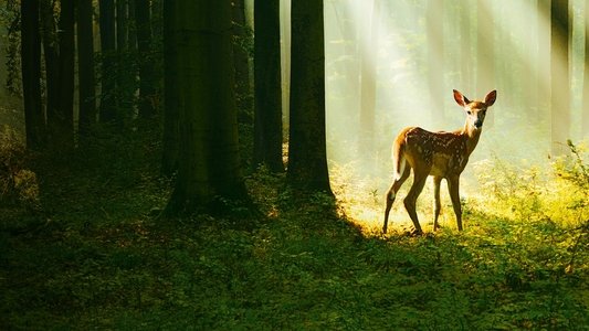 Bambi, l'histoire d'une vie dans les bois