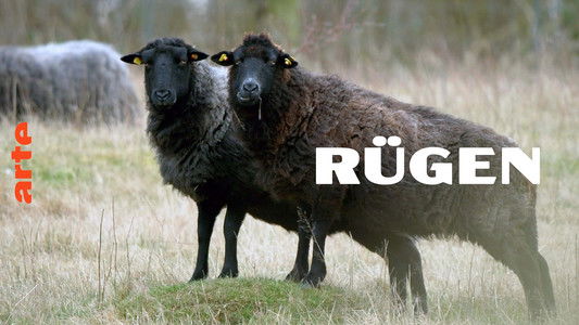 Rügen - Weiße Felsen, grüne Wälder