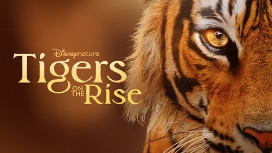 Tigers on the Rise