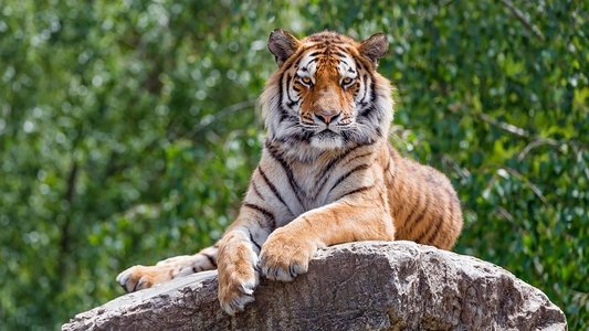 Tigre de Sibérie, seigneur sans frontières
