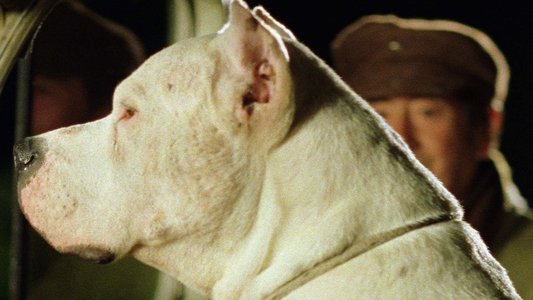 El perro