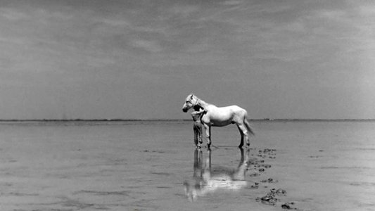 Crin blanc: Le cheval sauvage