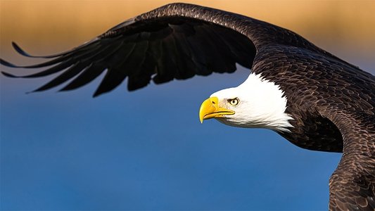 The Americas