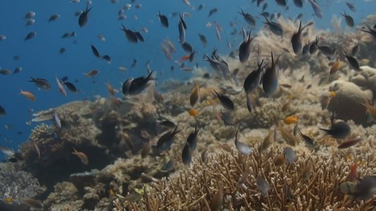 A Deeper Dive with David Attenborough