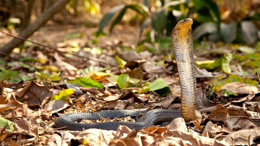 Cobra Mafia