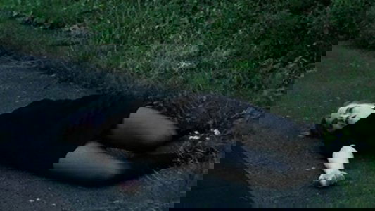 Dead Creatures
