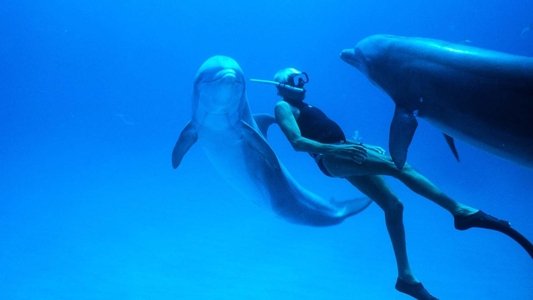 Dolphin Man