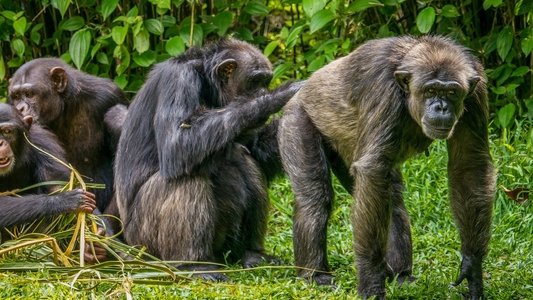 Going Ape