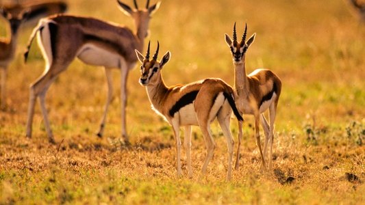 Equator's Wild Secrets