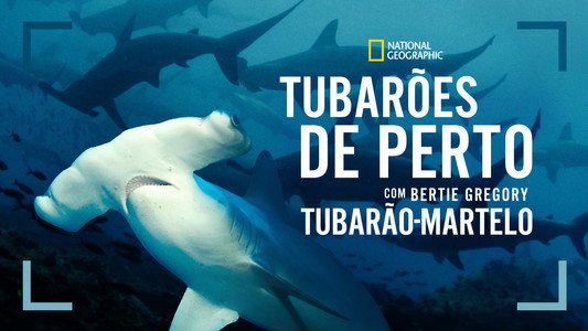 Hammerhead Sharks Up Close with Bertie Gregory