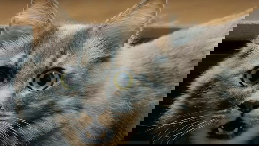Catnado