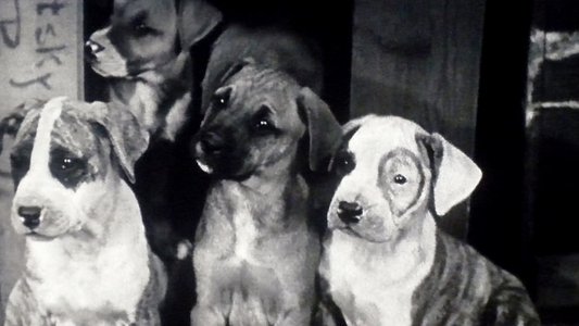 Pups Is Pups