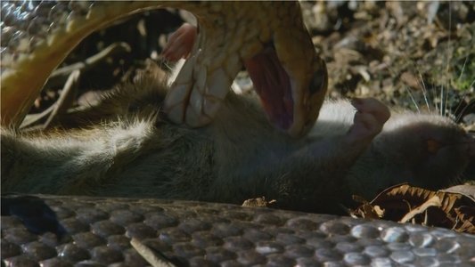 Snake Island: Wild & Deadly