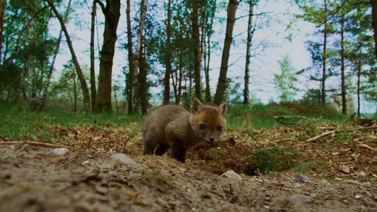 Onze Natuur, De Film
