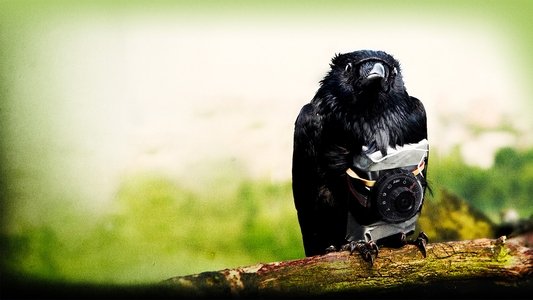 Four Lions