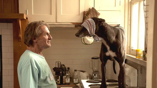 Hounds