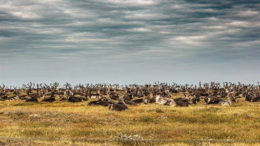 Gaz russe, la dernière route des Nenets