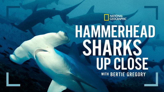 Hammerhead Sharks Up Close with Bertie Gregory