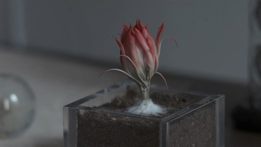 シャニダールの花