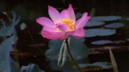 鏡心