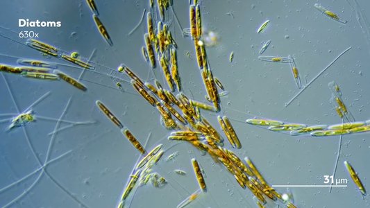 Journey to the Microcosmos