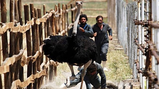 آواز گنجشک‌ها