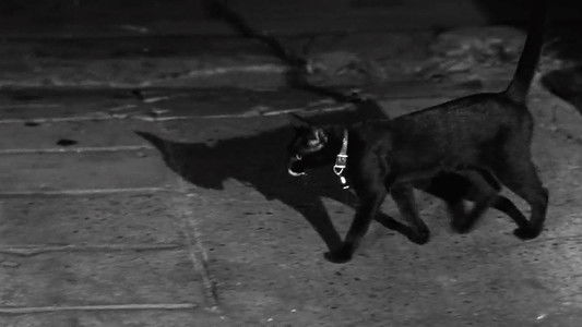 The Fat Black Pussycat