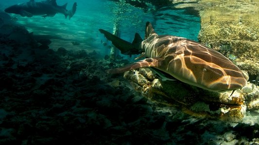 Shark Attack Files