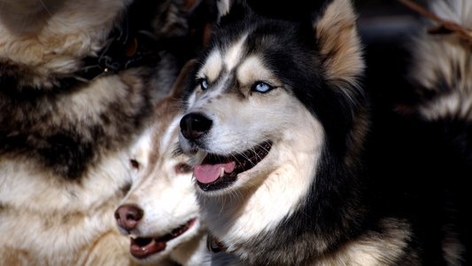 血狼犬