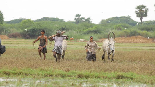 பைசன் காளமாடன்