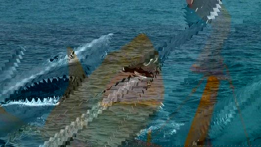 Jaws: The Revenge