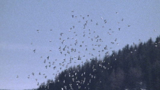 Die große Ekstase des Bildschnitzers Steiner