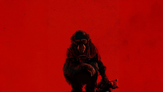 Primate