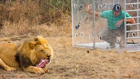 Man V. Lion