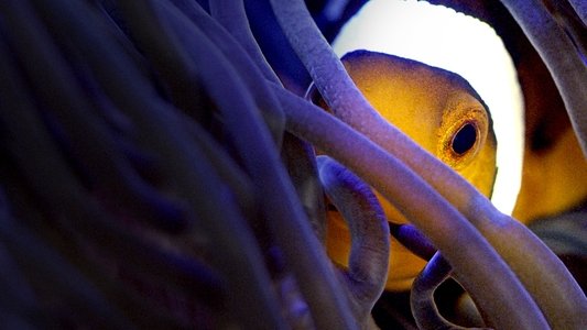 Australia's Ocean Odyssey: A journey down the East Australian Current