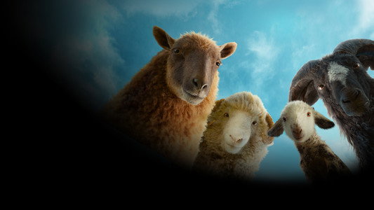 The Sheep Detectives