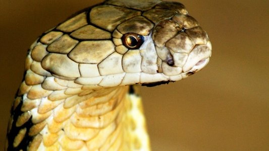 World's Deadliest Snakes
