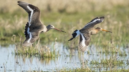 Grutto! De reis van onze nationale vogel