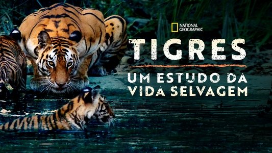 Counting Tigers