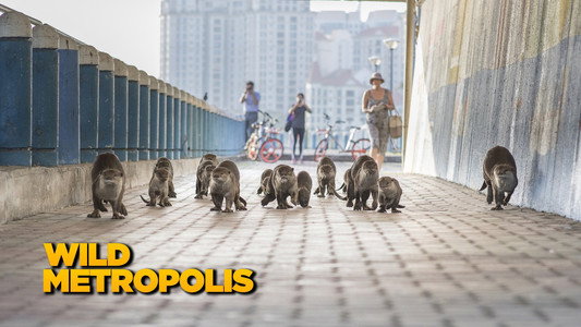 Wild Metropolis