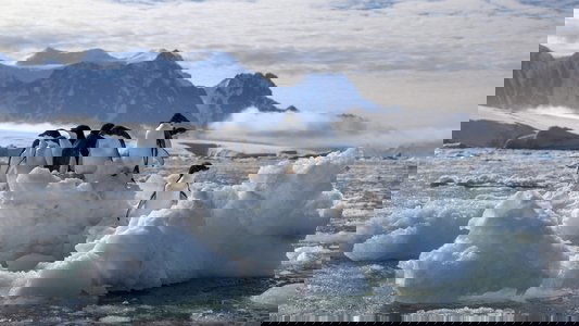 Penguins